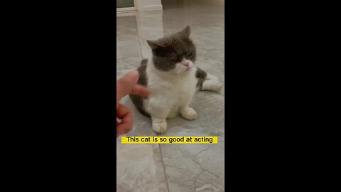 The best actor among cats#catsoftiktok #funny #cute #pet #foryou