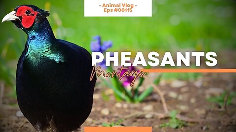 Pheasants Up Close - A Video Compilation of God's Colorful Birds