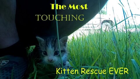 The MOST Touching Kitten Rescue EVER