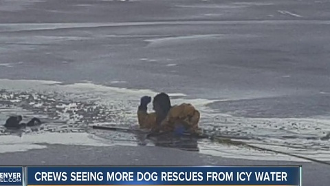 Dogs rescued from icy ponds