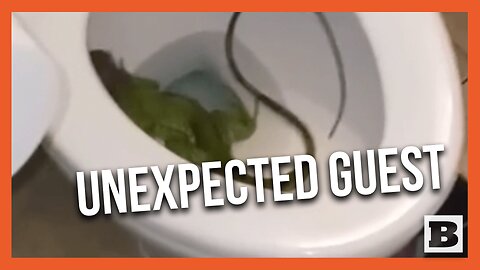 Man Wakes Up to Find IGUANA in his TOILET