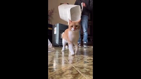 Beautiful funny cats |faizanmirza| #viral #shorts #ytshorts #trending