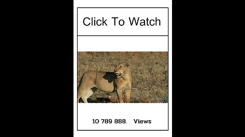 Funny animals video 2023