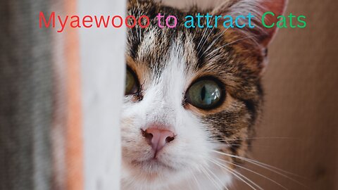 Sounds attracts Cats - Meouw to have Cats come for You