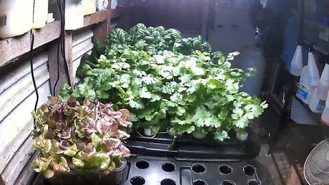 Aeroponic Coriander Ending 08-04-2023