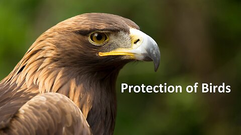 Protection of birds during hot weather