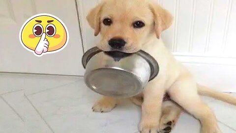 nniest Puppies 2022 😂 Funniest Cats and Dogs 😺🐶 Part 3 | Pet's Family