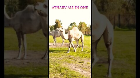 #shorts Wild animals collection in 4k,🐪🔥 #atharvallinone #wildanimals #camel #4kafricanwildlife