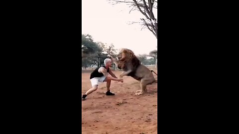 friendship with a lion