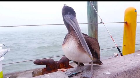 Fishing downtown Corpus Christi Texas