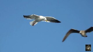 The Sound of Seagulls. Sounds that can help with relaxing, sleeping and more. ASMR.