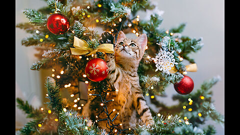 The kitten took out a toy mouse from the Christmas tree and began to play