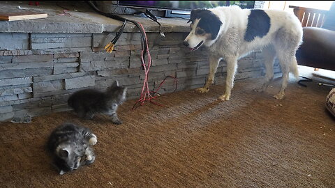 Enki Kitten & Enlil Kitten BATTLE As The Dog Watches!!!