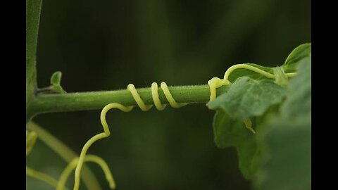 Dodder: A Parasitic Plant with a Hidden Role in Plant Communication"