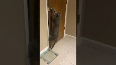 Cat Opens Door