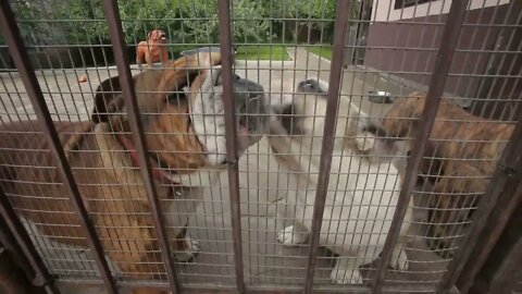 English Bulldogs in a Cage