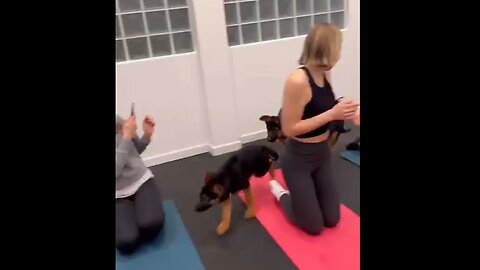 Puppy yoga is entertaining