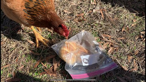 Tammy tries to steal the goods!