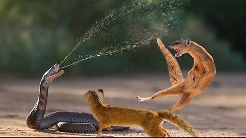 MONGOOSE ATTACK BLACK COBRA 🐍