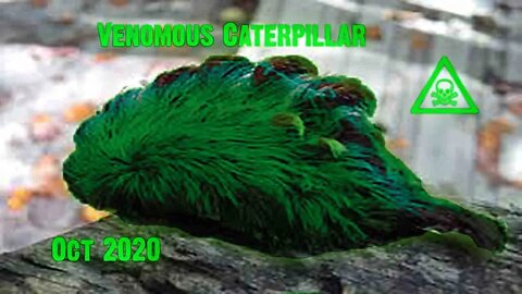 Venomous Caterpillar for Oct 2020 Jumanji Game - Oct 12, 2020 Episode