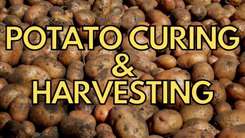 Growing Abundance: How To Harvest and Cure Potatoes