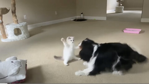 Rangdoll kitten has no fear of cavalier King Charles