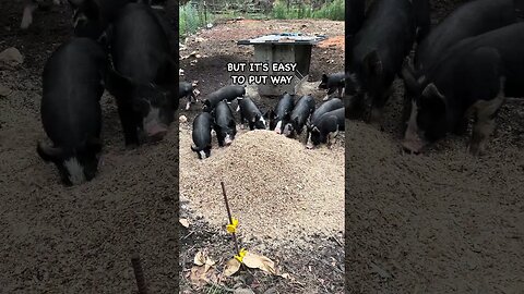 Paper Sacks in Pig Pen? #pasturedpigs #pigs