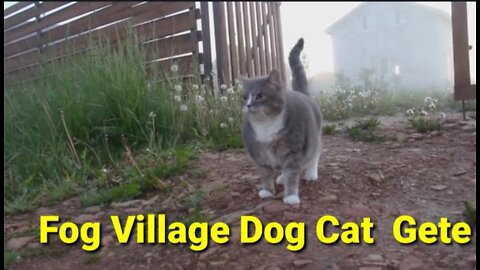 Fog Village Dog Cat Gete