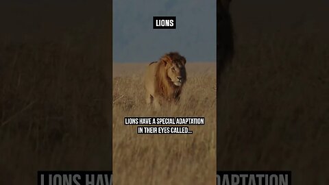 Eye-sight of Lions👁️ #wildlifefacts #animals #lions