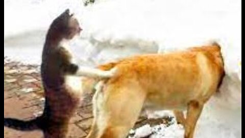 cat gets revenge on dog!