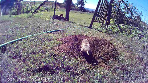 VOLE Caught In The Act