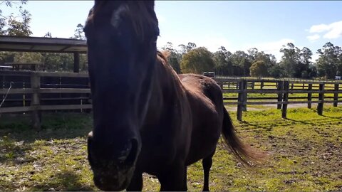 A visit with Cleo and Penny to review their weight coming through winter. It cut off half way