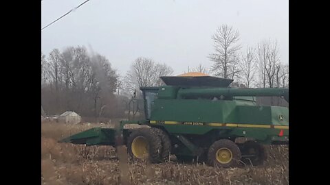 Cutting corn