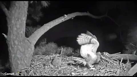 The Owlet Tells Mom It's Time For Breakfast 🦉 3/17/22 06:21