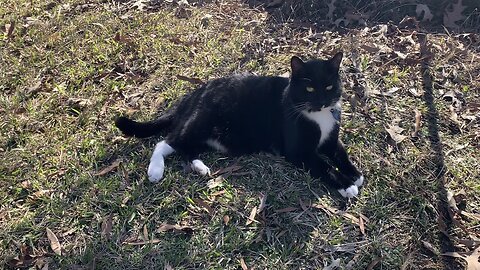 Checkers the Chicken Cat