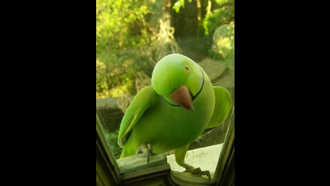 Cute parrot speaking