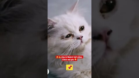 Cute Cat Funny Video 😂😹| #cutefunny #Cat #cutecats #shorts #funnycatsvideos #catsshorts #kity