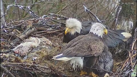 Hays Bald Eagles Dad helps Mom shield the eaglets from the weather 022 04 18 15 31 27 234