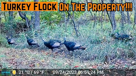 Turkey CAPTURES On Every CAMERA!!!