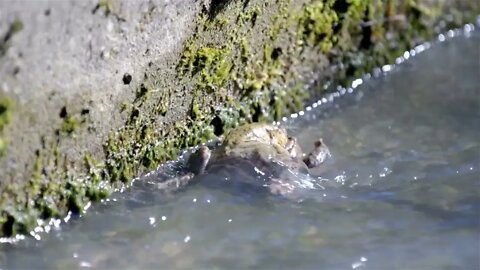 Two frogs travel with water flow in canal