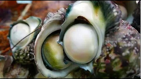 Japanese Street Food - GIANT SEA SNAIL Yakogai Seafood Okinawa Japan