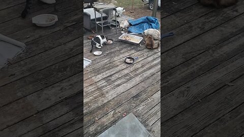 feral cat feeding