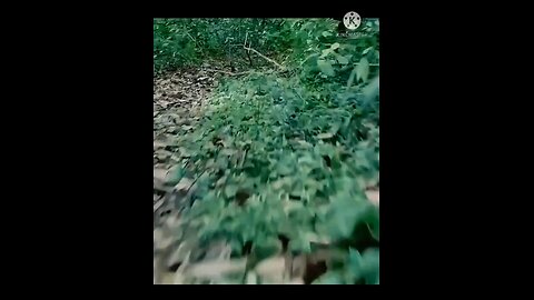 monster movie crazy snake fight