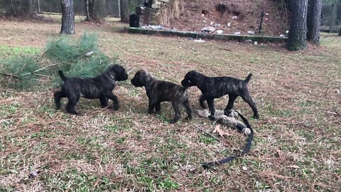 Justice x Mystique pups at 6-7 weeks