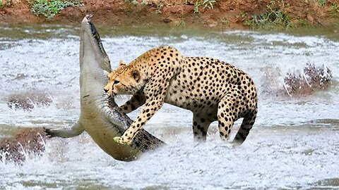 CROCODILE IS KING SWAMP! CHEETAH SURRENDER BECAUSE THE CROCODILE POWER IS TOO GREAT, LION VS HYENAS