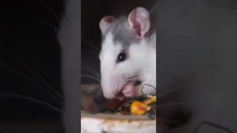 RAT ... RATE