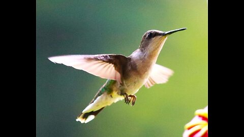 Ruby Throated Hummingbird spends time with me.