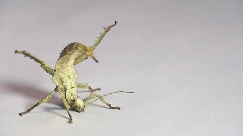 Defensive position of a young female of Heteropteryx dilatata, stick insect from Malaya on alert