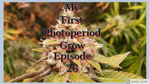 My First PhotoPeriod Grow EP26 Another Watering