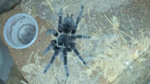 Tarantula vs mealworm